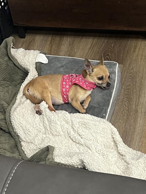 Picture of the Animal Listed